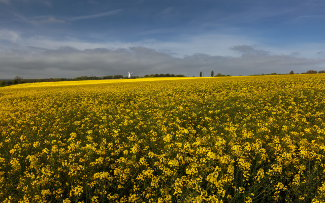 Yellow flowers windmill cloudy sunset free wallpaper - medium preview image