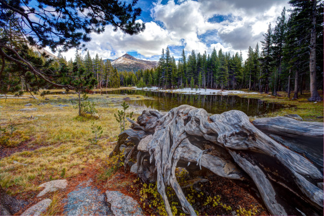 Fallen tree mountain lake nature free wallpaper - medium preview image
