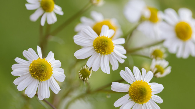 White flowers yellow centers field #2 free wallpaper - medium preview image
