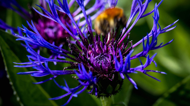 Bee purple flower green background #2 free wallpaper - medium preview image