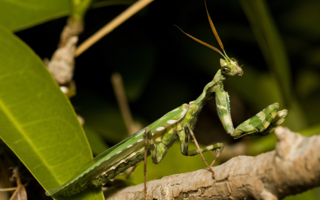 Praying mantis branch leaves green free wallpaper - medium preview image