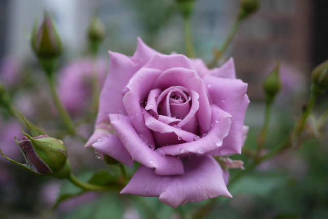 Pink rose water drops macro free wallpaper - medium preview image