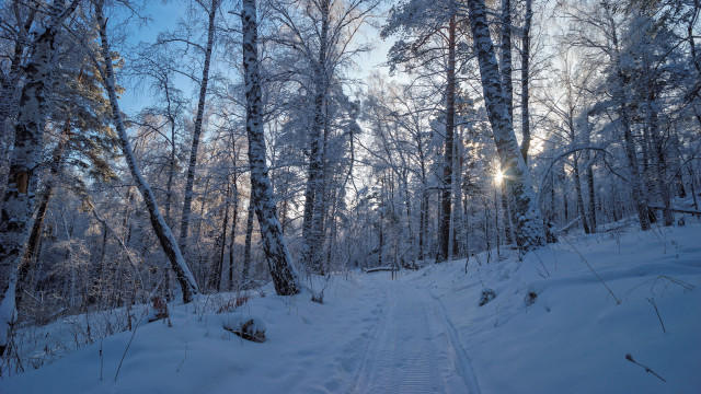 Snowy forest path sunlight winter #3 free wallpaper - medium preview image