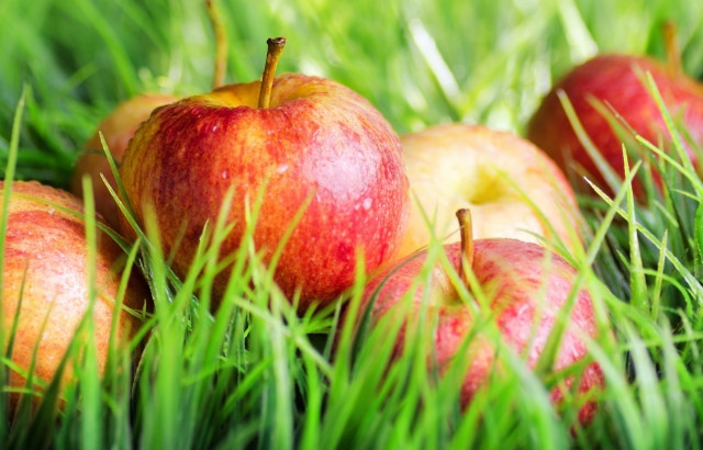 Apples grass sunny bokeh nature free wallpaper - medium preview image