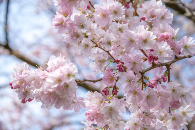 Pink flower cherry blossoms macro #4 free wallpaper - medium preview image