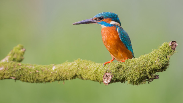 Colorful bird perched moss branch free wallpaper - medium preview image