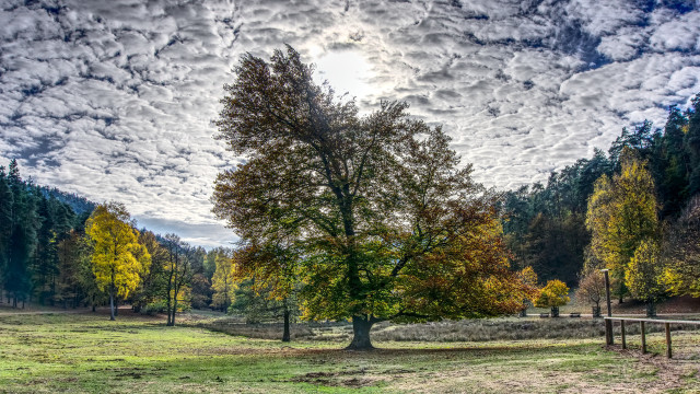 Bare tree fence field cloudy free wallpaper - medium preview image