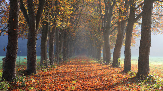 Autumn forest leaves campfire sunset free wallpaper - medium preview image
