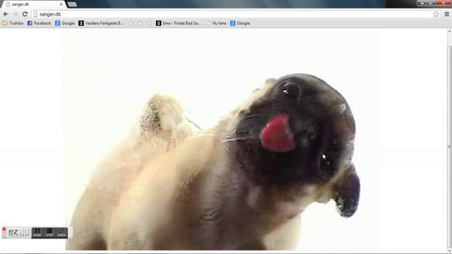 Dog tongue computer screen image free wallpaper - medium preview image