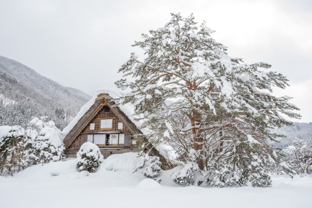 Snowy forest cabin pine mountain free wallpaper - medium preview image