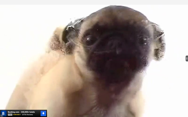 Pug sad looking camera nose free wallpaper - medium preview image