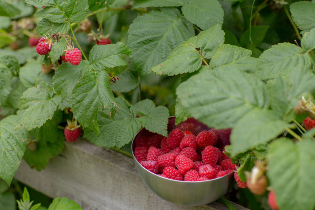 Bowl raspberries wooden fence green free wallpaper - medium preview image