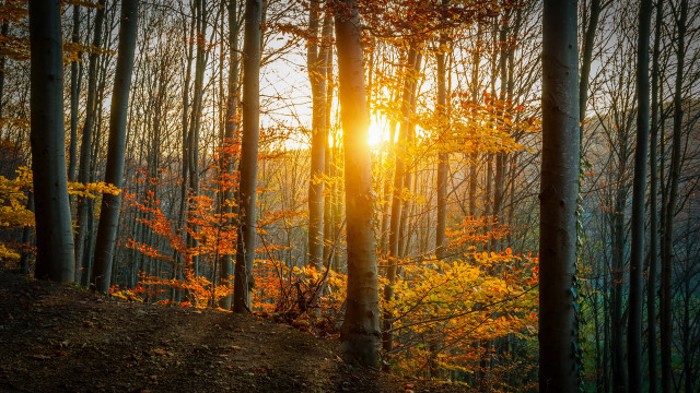Forest sunshine autumn leaves hill free wallpaper - medium preview image