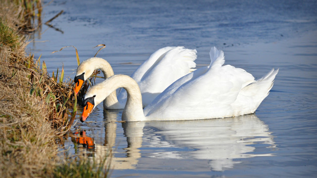 Swans water touching head nature free wallpaper - medium preview image
