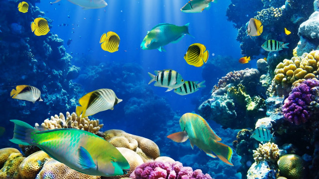 Fish aquarium corals sponges swimming free wallpaper - medium preview image