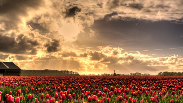 Flower field barn cloudy sky free wallpaper - medium preview image