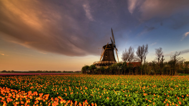 Windmill flower field cloudy sky free wallpaper - medium preview image