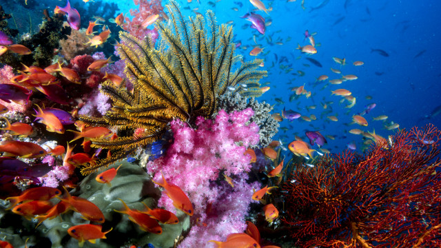 Coral reef colorful fish sunny free wallpaper - medium preview image