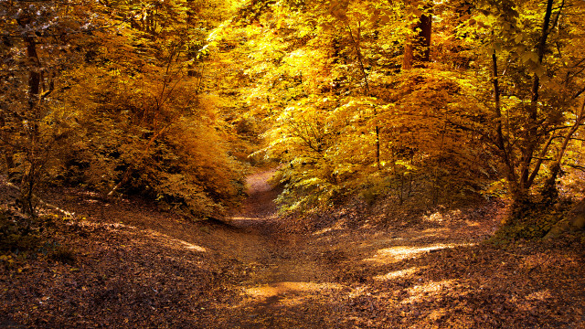 Dirt path trees yellow leaves free wallpaper - medium preview image