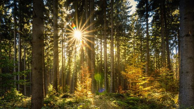 Sunbeam forest trail lights city free wallpaper - medium preview image