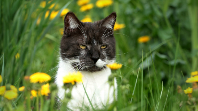 Sad cat flower field blurry free wallpaper - medium preview image