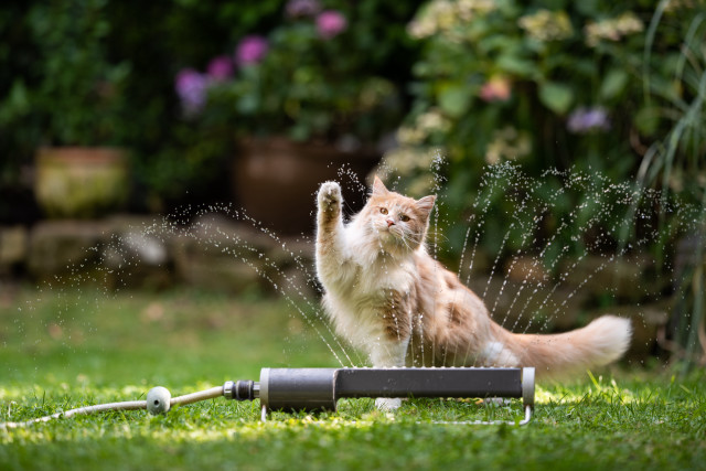 Cat sprinkler yard kitsch bokeh free wallpaper - medium preview image