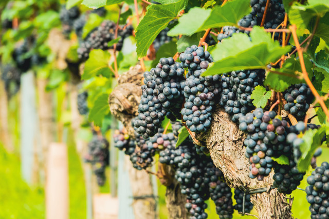 Grapes vineyard green leaves wooden free wallpaper - medium preview image