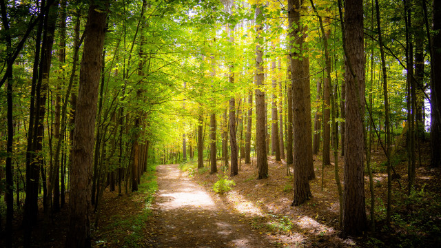 Forest path city skyline sunlight free wallpaper - medium preview image