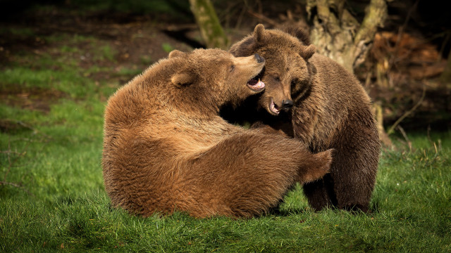 Brown bears playing in grass free wallpaper - medium preview image