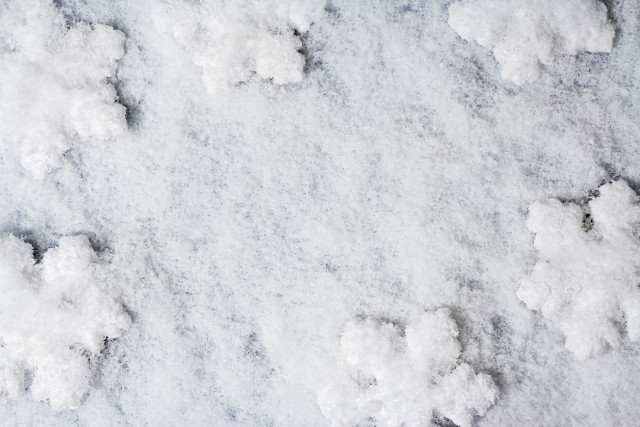 Snow cherry blossoms bird hanami free wallpaper - medium preview image