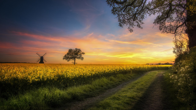 Windmill field path tree sunset free wallpaper - medium preview image