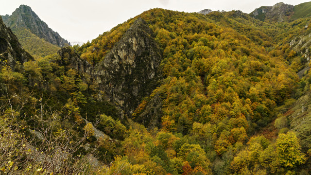 Mountain trees autumn leaves panorama free wallpaper - medium preview image