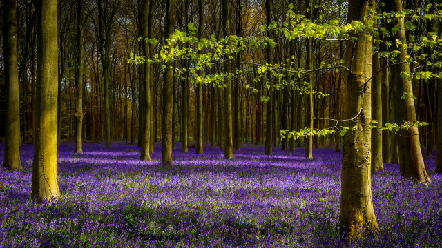 Purple flowers forest bench trees free wallpaper - medium preview image