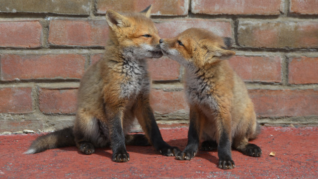 Foxes touching noses brick wall free wallpaper - medium preview image