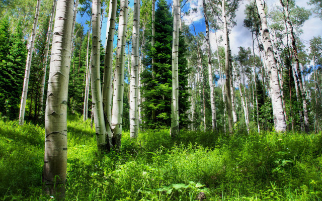 Forest greenery path sunlight shade free wallpaper - medium preview image
