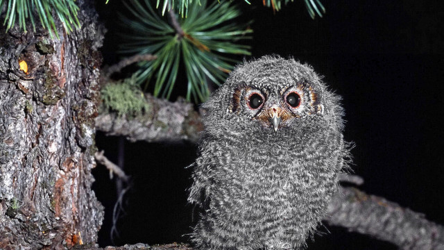 Small owl night glowing eyes #2 free wallpaper - medium preview image