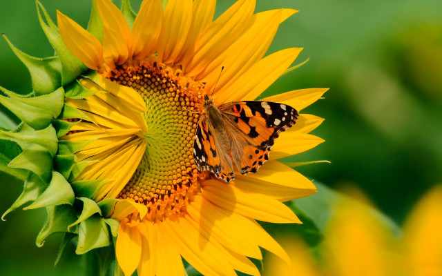 Butterfly sunflower field summer vibrant free wallpaper for desktop - medium preview image