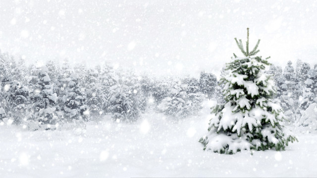Small christmas tree snowy forest free wallpaper - medium preview image