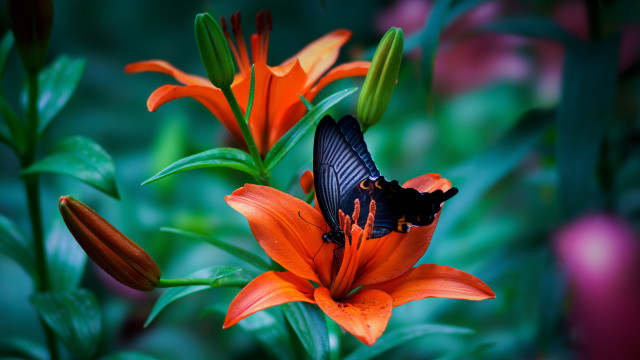 Butterfly flower garden orange green free wallpaper - medium preview image