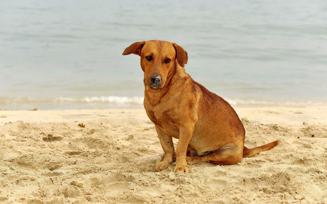 Dog beach ocean sand sky free wallpaper - medium preview image