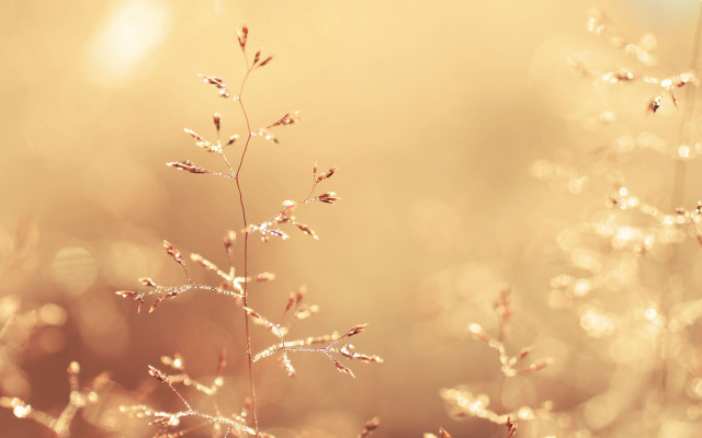 Dewy plant macro sunset water free wallpaper - medium preview image