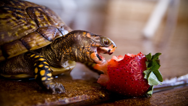 Turtle strawberry table ecological art free wallpaper - medium preview image