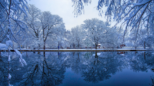 Lake snowy trees forest winter free wallpaper - medium preview image