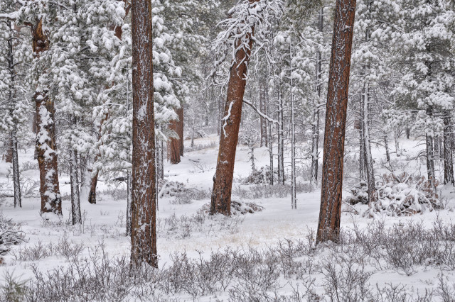 Snowy forest bushes snowflakes autumn free wallpaper - medium preview image
