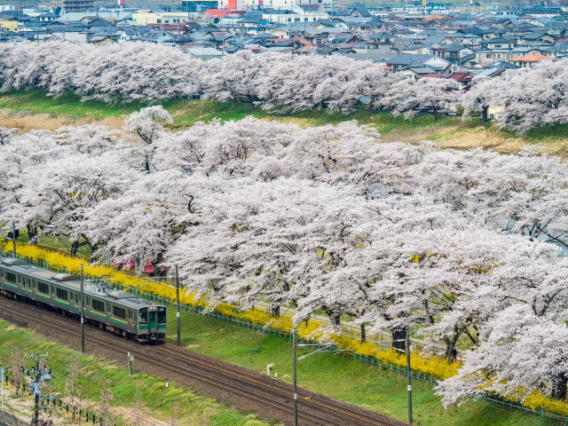 Train park blooming trees bridge free wallpaper - medium preview image