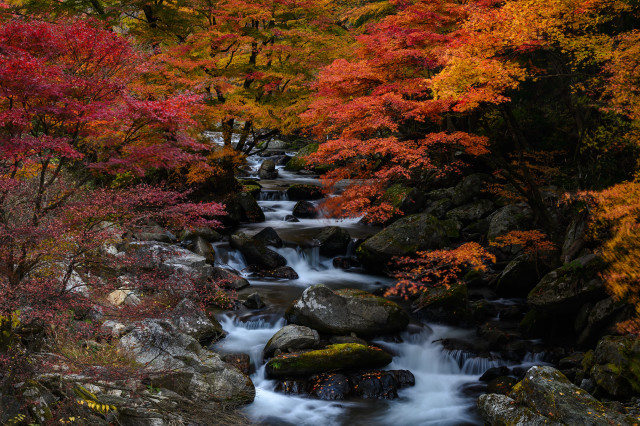 Autumn forest stream leaves fire free wallpaper - medium preview image