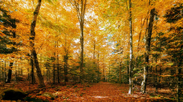 Autumn woodland leaves fall fire free wallpaper - medium preview image