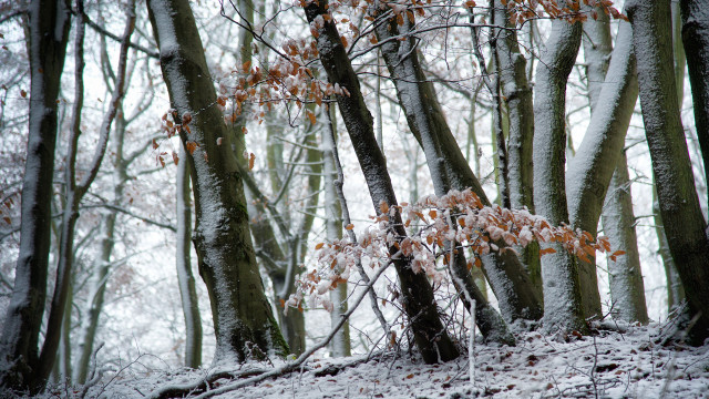 Snowy forest orange leaves winter free wallpaper - medium preview image