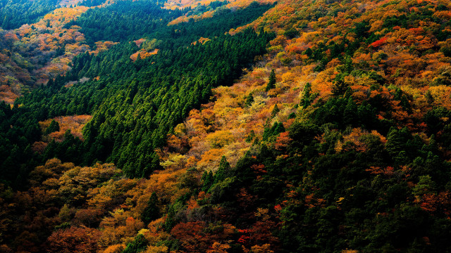 Autumn forest vivid colors plane free wallpaper - medium preview image