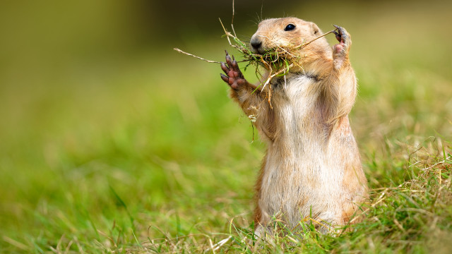 Small rodent eating branch outdoors free wallpaper - medium preview image